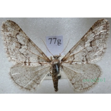 Agriopis leucophaearia (Denis & Schiffermüller, 1775) male Zimowek białoplam Czech77g